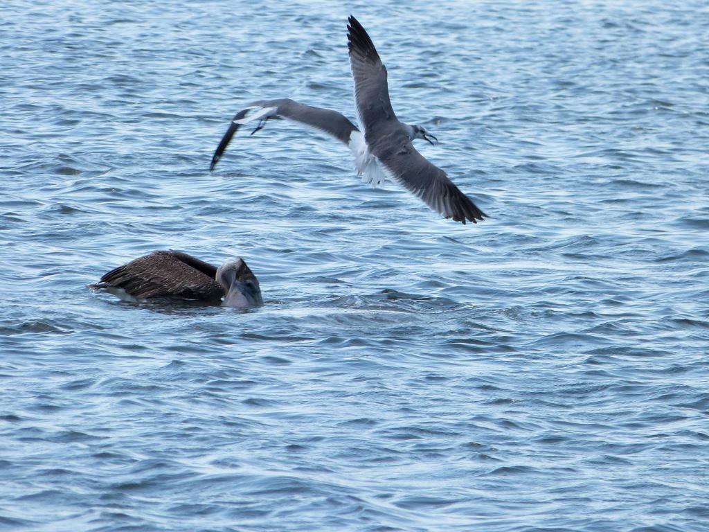Pelican catching fish and Gull circling