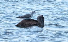 Bible Birds – Get Off My&nbsp;Back