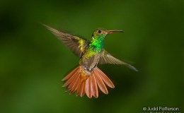 Part III – 11th Anniversary of Blogging About&nbsp;Birds