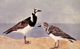 Vol. 2, No. 5 – The&nbsp;Turnstone