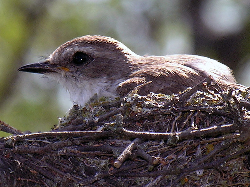 Vermilion Flycatcher (Pyrocephalus rubinus) Female on nest ©WikiC