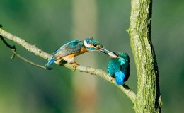 Hymns With Birds and Creation – We Sing… Verse&nbsp;2