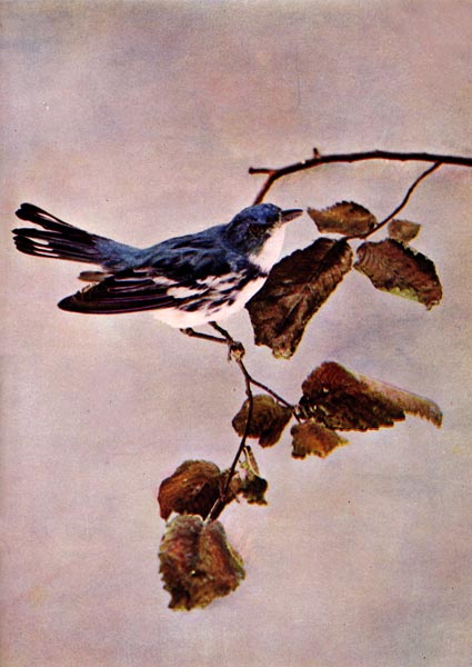 Cerulean Warbler (Setophaga cerulea)