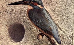 Vol. 2, # 5 – The European&nbsp;Kingfisher