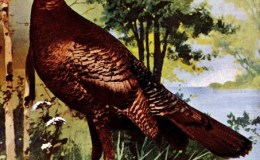 Vol. 2, No. 5 – The Wild&nbsp;Turkey