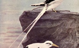 Vol, 2, # 5 – The Yellow-Billed Tropic&nbsp;Bird
