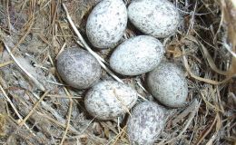 Bible Birds – Facts About Bird&nbsp;Eggs