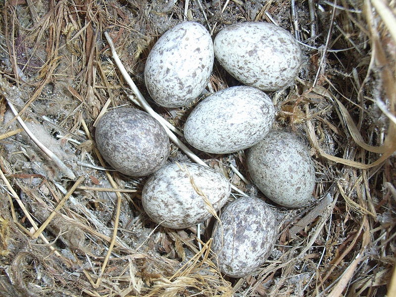 House Sparrow (Passer domesticus) Eggs ©WikiC