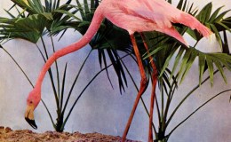 Vol 2, #6 – The American&nbsp;Flamingo