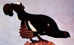Vol 2, #6 – The Black&nbsp;Grouse
