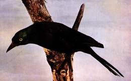Vol 2, #6 – The Bronzed&nbsp;Grackle