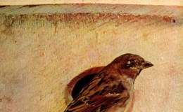 Vol 2, #6 – The English&nbsp;Sparrow