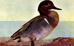 Vol 2, #6 – The Green-winged&nbsp;Teal