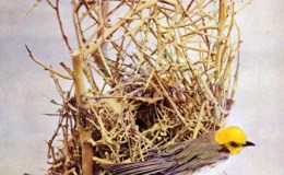 Vol 2, #6 – The&nbsp;Verdin