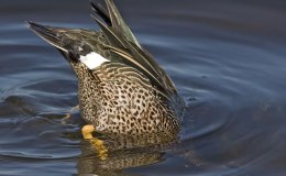 Birdwatching Term – Dabbling&nbsp;Duck