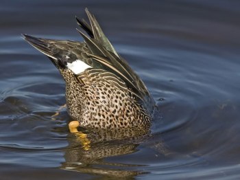 Blue-Winged-Teal-Dabbling ©Flyways USFWS