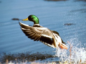 Mallard-Takes-Off ©Flyways USFWS