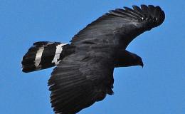 Bird’s Lungs – Created or&nbsp;Evolved?