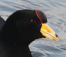 Andean Coot (Fulica ardesiaca) Cropped ©WikiC