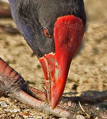 Purple Swamphen (Porphyrio porphyrio) Cropped ©WikiC