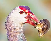Purple Swamphen (Porphyrio porphyrio) Cropped ©WikiC