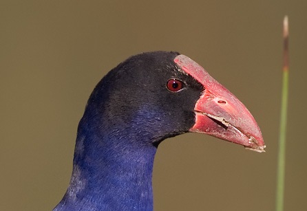 Purple Swamphen (Porphyrio porphyrio) Cropped WikiC