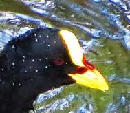 Red-gartered Coot (Fulica armillata) Cropped ©WikiC