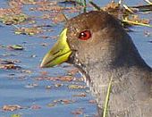 Spot-flanked Gallinule (Gallinula melanops) Cropped ©WikiC