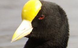 Birdwatching Term – Frontal&nbsp;Shield