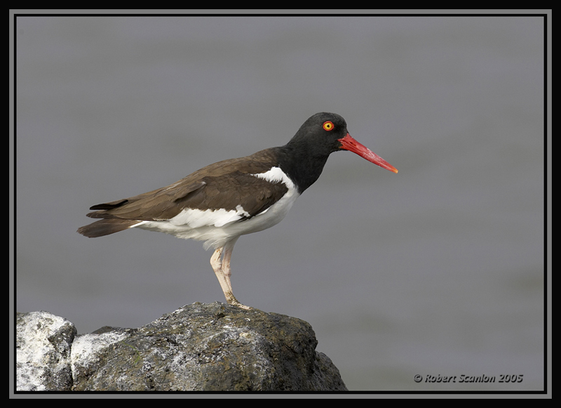 American Oystercatcher (Haematopus palliatus) by Robert Scanlon