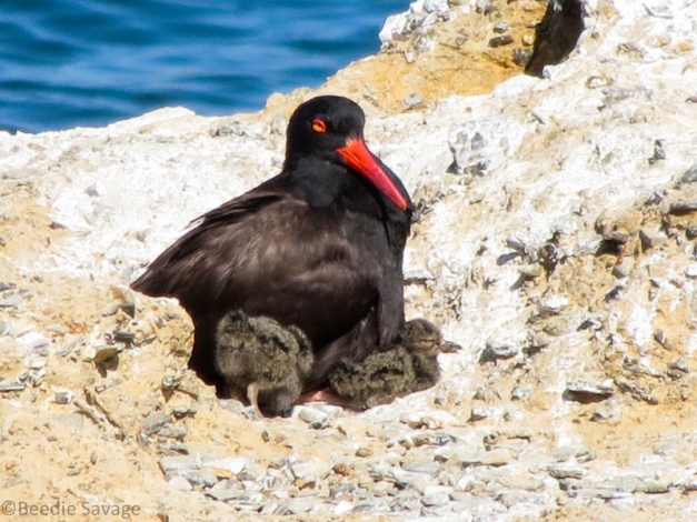 Black Oystercatcher (Haematopus bachmani) Family by Beedie Savage