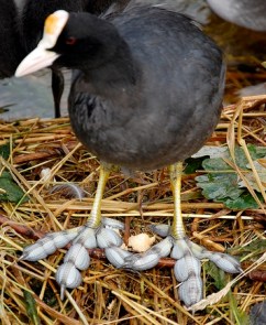 Giant Coot (Fulica gigantea) Loped Feet ©©Flickr