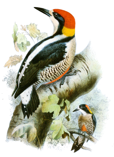 Beautiful Woodpecker (Melanerpes pulcher) ©Drawing WikiC