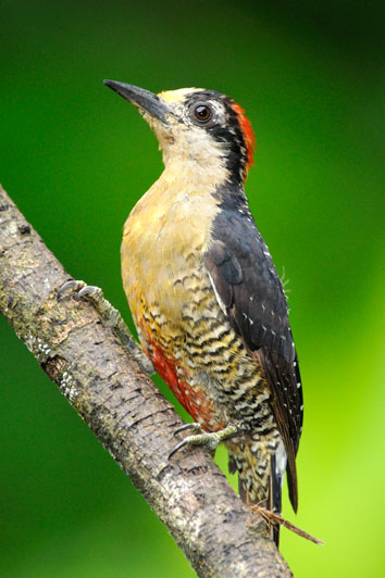 Black-cheeked Woodpecker (Melanerpes pucherani) by Reinier Munguia