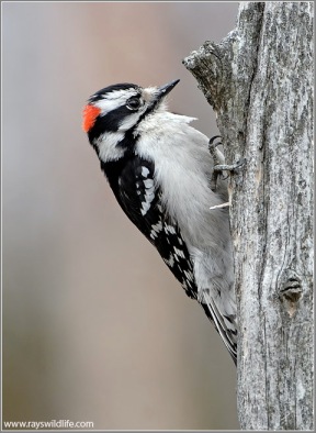 Downy Woodpecker (Picoides pubescens) by Raymond Barlow