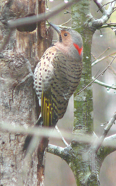 Northern Flicker (Colaptes auratus) Yellow shafted ©WikiC