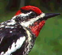 Red-naped Sapsucker (Sphyrapicus nuchalis) ©WikiC