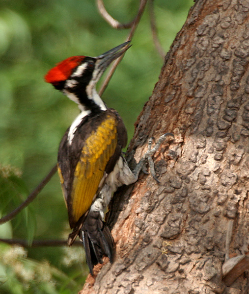 White-naped Woodpecker (Chrysocolaptes festivus) ©WikiC