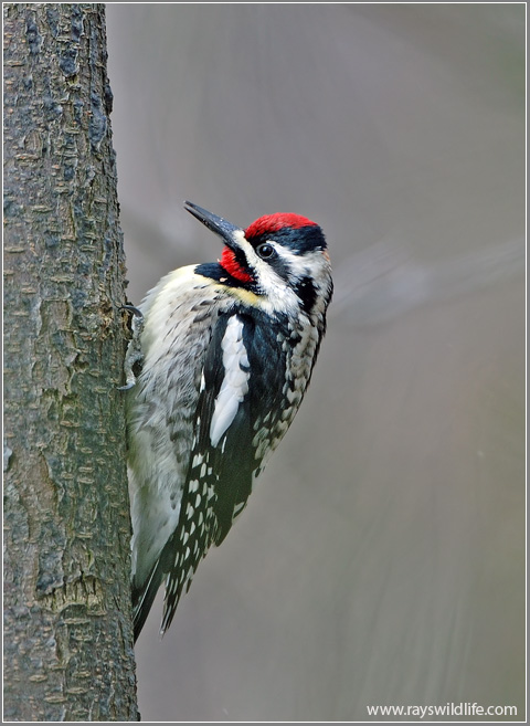 Yellow-bellied Sapsucker (Sphyrapicus varius) by Raymond Barlow