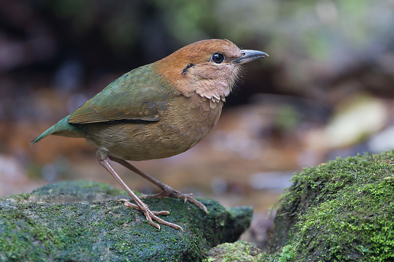 Rusty-naped Pitta (Hydrornis oatesi) ©WikiC