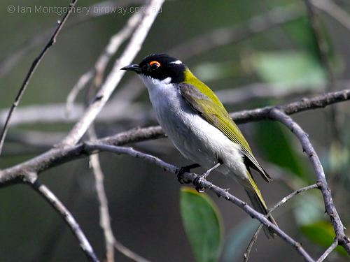 White-naped Honeyeater (Melithreptus lunatus) by Ian at Birdway