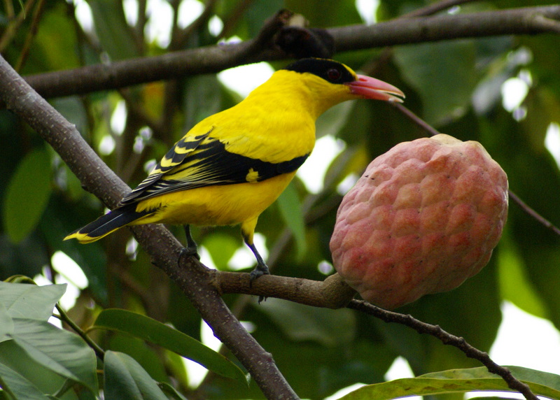 Black-naped Oriole (Oriolus chinensis) ©WikiC