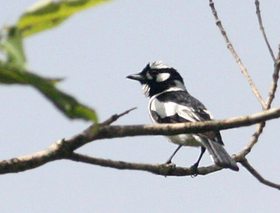 White-naped Monarch (Carterornis pileatus) by Peter Ericsson