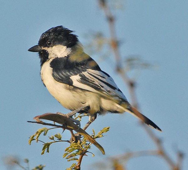 White-naped Tit (Parus nuchalis) by Nikhil Devasar