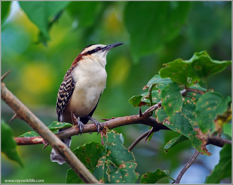 Rufous-naped Wren (Campylorhynchus rufinucha) by Ray