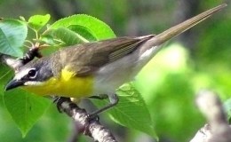 Vol 2, #6 – The Yellow-breasted&nbsp;Chat
