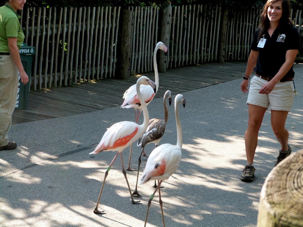 Greater Flamingo (Phoenicopterus roseus) at Cincinnati Zoo by Lee