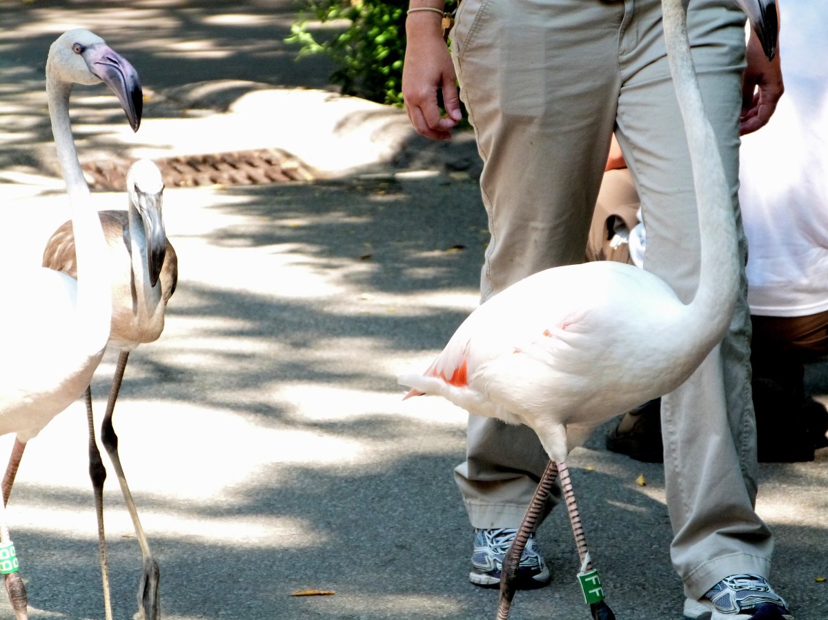 Greater Flamingo (Phoenicopterus roseus) at Cincinnati Zoo by Lee
