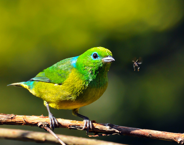 Blue-naped Chlorophonia (Chlorophonia cyanea) by Dario Sanches