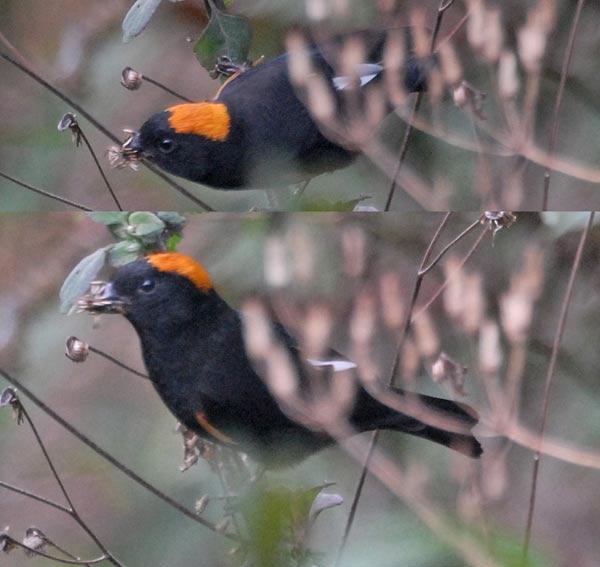 Golden-naped Finch (Pyrrhoplectes epauletta) by Nikhil Devasar